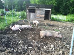 In the Pig Pen